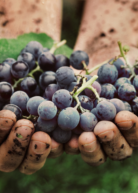 grapes dirty hands vinosanto vineyards